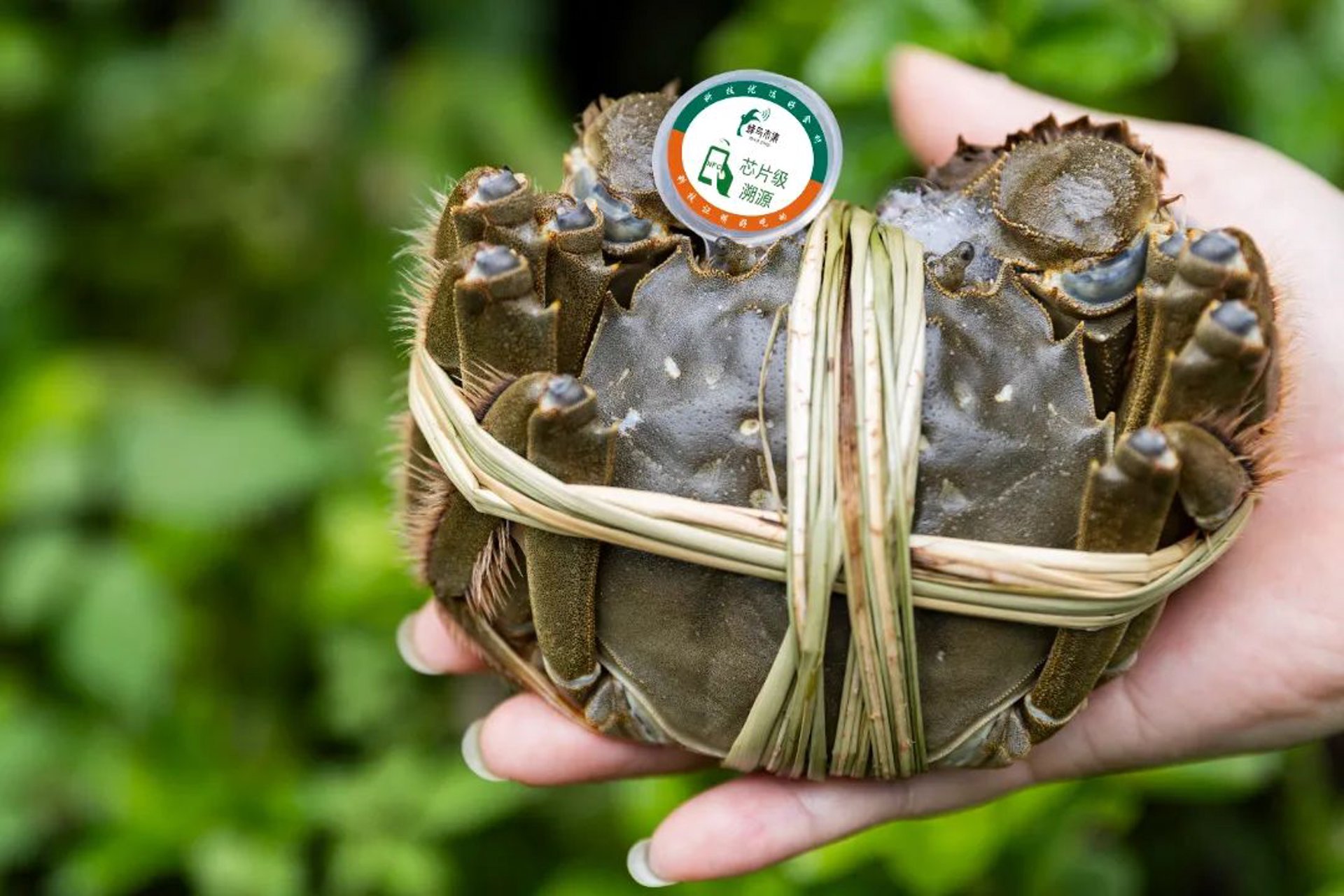 阳澄湖镇运澄蟹